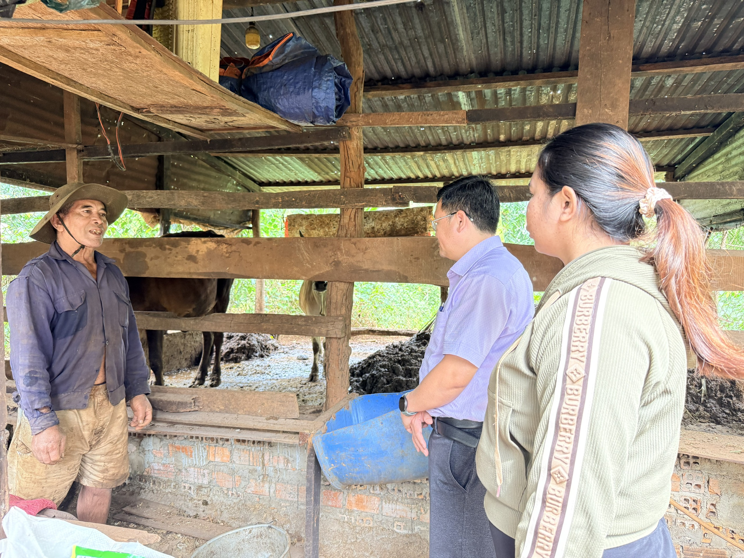 ông Y’Wăt Niê là một trong những hộ đã có cuộc sống ổn định hơn từ dự án hỗ trợ bò sinh sản của địa phương